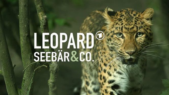Detailbild Leopard, Seebär & Co