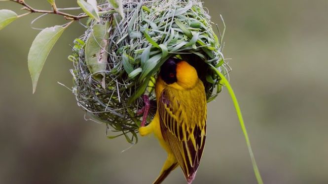 Detailbild Tierische Überflieger