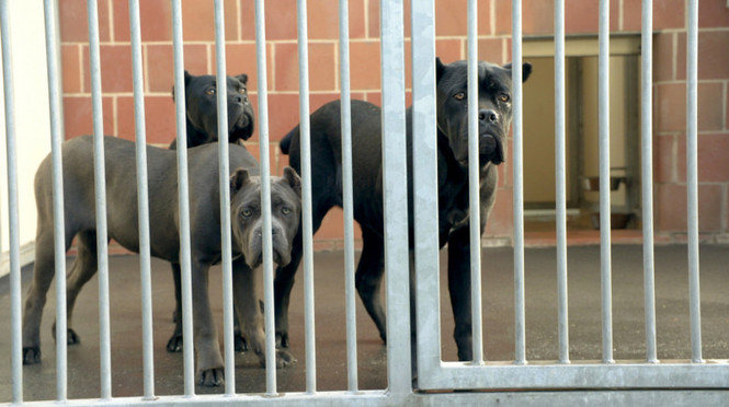 Detailbild Illegaler Welpenhandel – Wer verdient am Hundeboom?