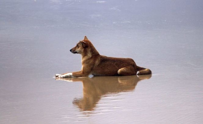 Detailbild Der Dingo - Ein Wildhund im Fadenkreuz