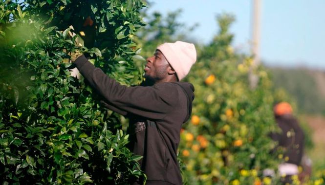 Detailbild Bittere Früchte - Ausbeutung in der Landwirtschaft