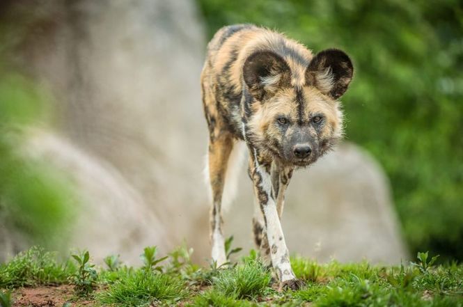 Detailbild Zoo und so - Tierisch wild!