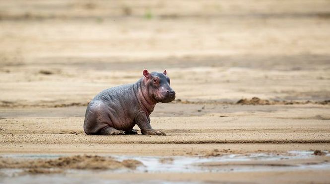 Detailbild Wilde Tierbabys