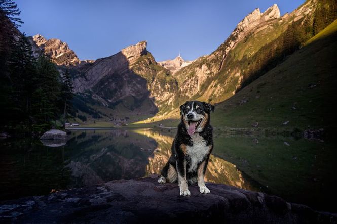 Detailbild Schweizer Hundegeschichten