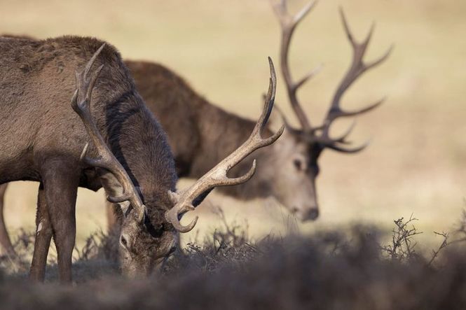 Detailbild Der Hirsch - Stolzer König des Waldes