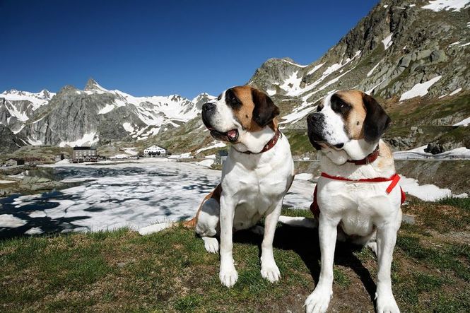 Detailbild St. Bernhard - Von Menschen und Hunden