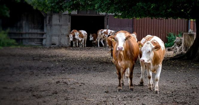 Detailbild Die Geschichte der Landwirtschaft - Von der Weide auf den Teller