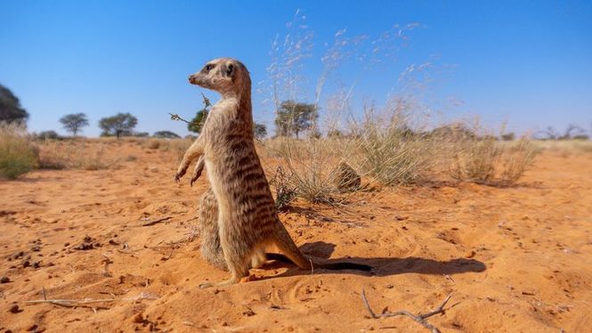 Detailbild Afrikas tödlichste Jäger