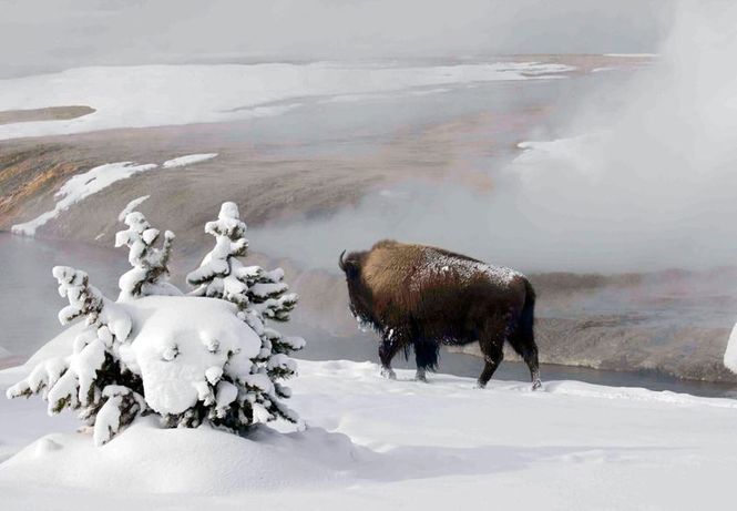 Detailbild Yellowstone Nationalpark