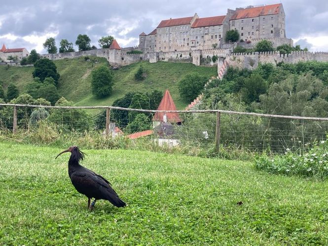 Detailbild Der Waldrapp - Zugvogel im Aufwind