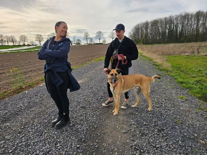 Detailbild Der Hundeprofi - Rütters Team