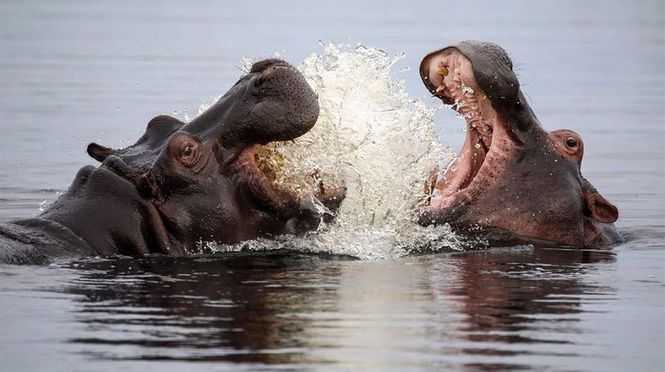 Detailbild Hippos - Afrikas faszinierende Riesen