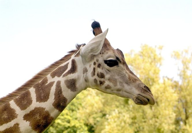 Detailbild Giraffe, Erdmännchen & Co.
