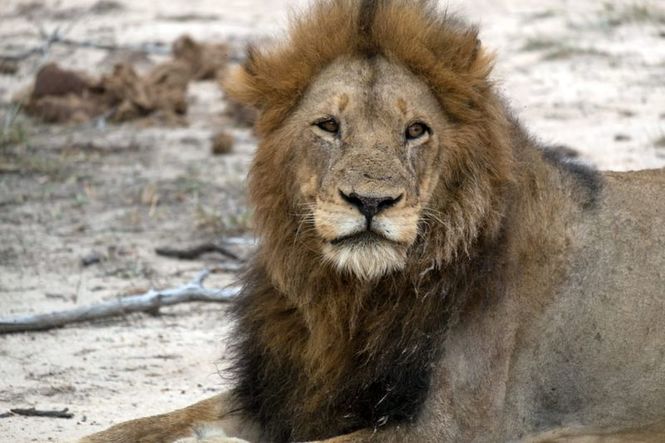 Detailbild Südafrika: Harte Zeiten für Löwen und Geparde
