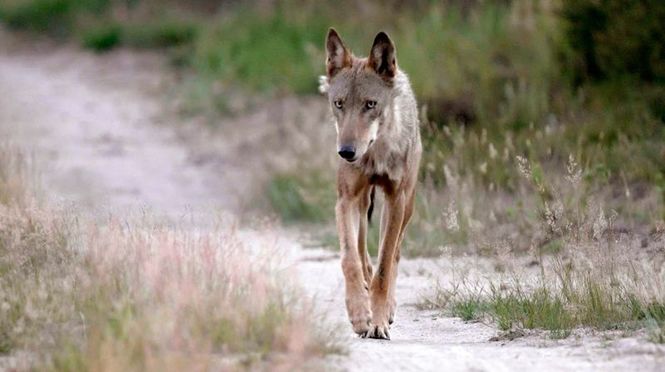 Detailbild Wilde Wanderer - Tiere auf Tour