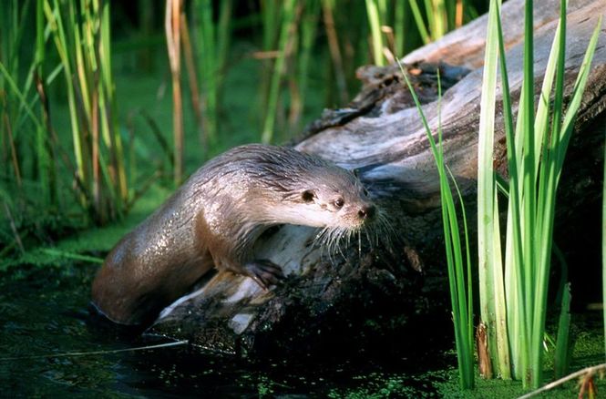 Detailbild Otter - die Fischer vom Dienst