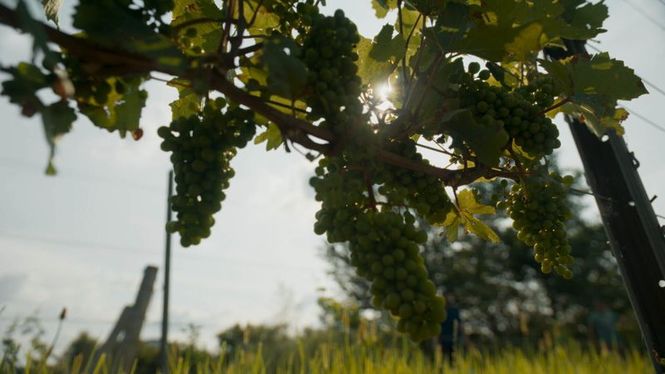 Detailbild La vigne est belle