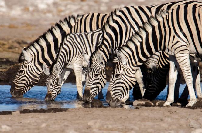 Detailbild Wasserlöcher - Oasen für Afrikas Fauna