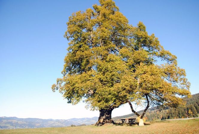 Detailbild Mythos Baum