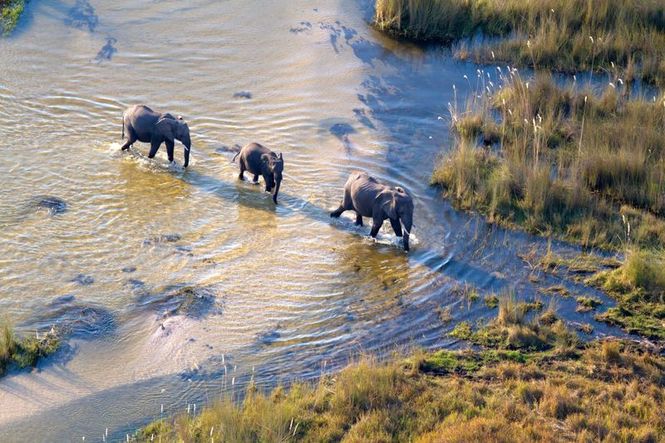 Detailbild Okawango - Fluss der Träume