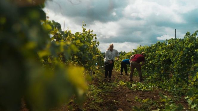 Detailbild La vigne est belle