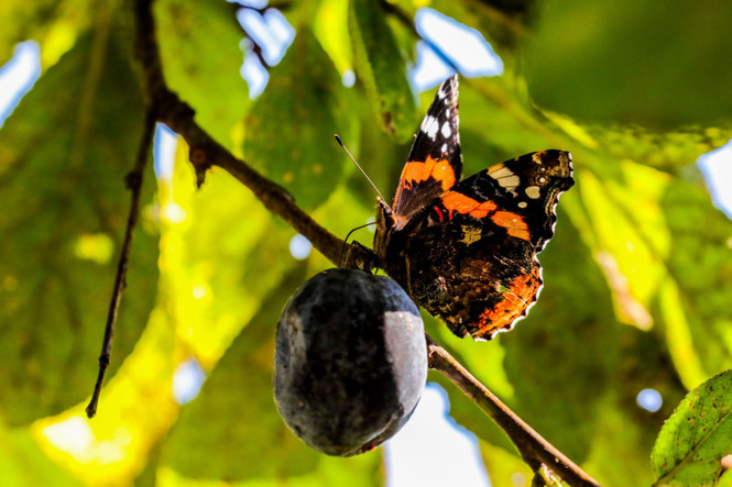 Detailbild Zauberhafte Gaukler – Die bunte Welt der Schmetterlinge