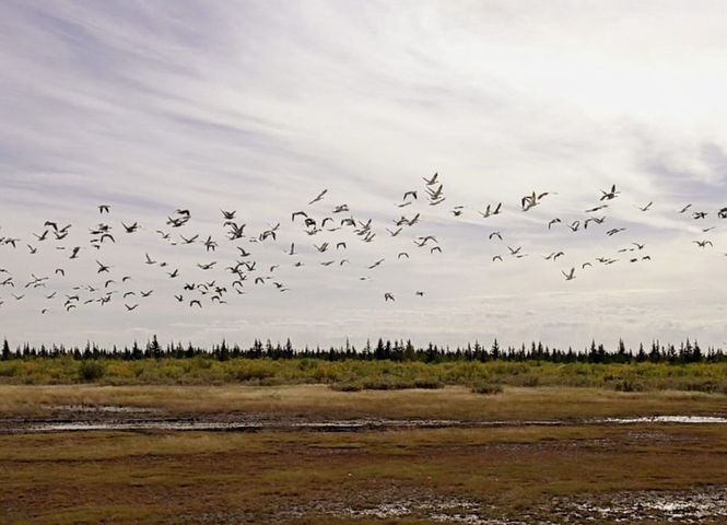 Detailbild Sommerwildnis Hudson Bay