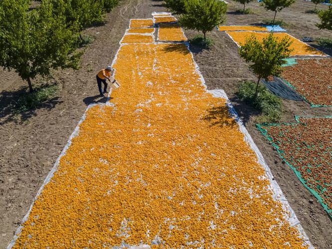 Detailbild Anatolien, das Land, in dem die Aprikosen blühen