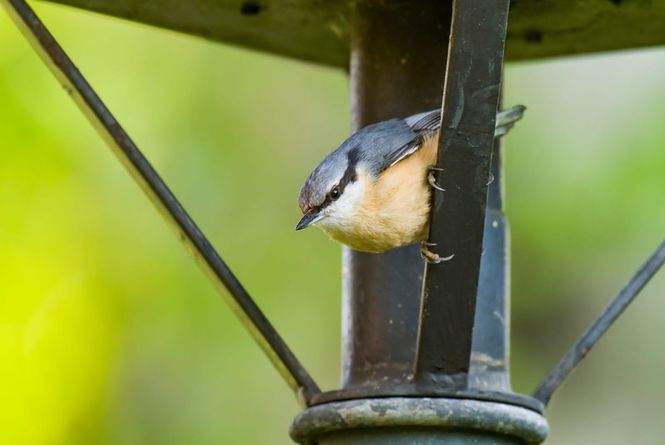 Detailbild Faszinierende Wildtiere im Park