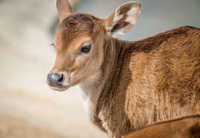 Detailbild Zoo und so - Tierisch wild!