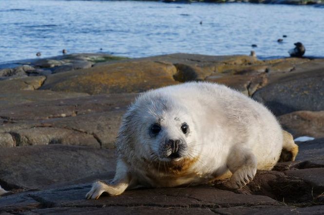 Detailbild Schweden - Wildnis im Wandel