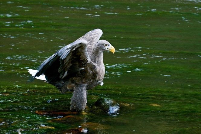 Detailbild Der Flug des Seeadlers