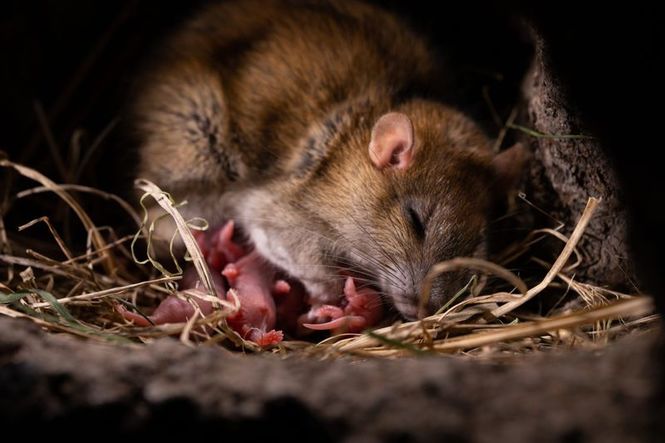Detailbild Das erstaunliche Leben der Ratten - Unterwegs in Rat City