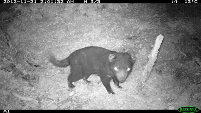 Detailbild Wildlife Diaries Australien