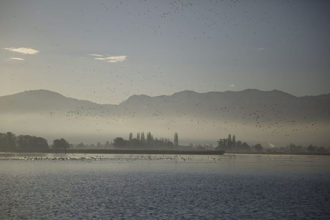 Detailbild Bodensee - Wildnis am großen Wasser