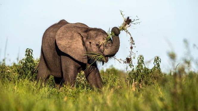 Detailbild Naturwunder Okawango