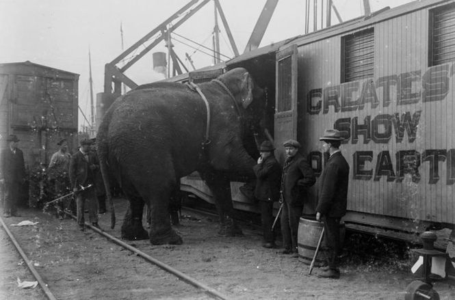 Detailbild Fritz, der Elefant - Eine tragische Geschichte