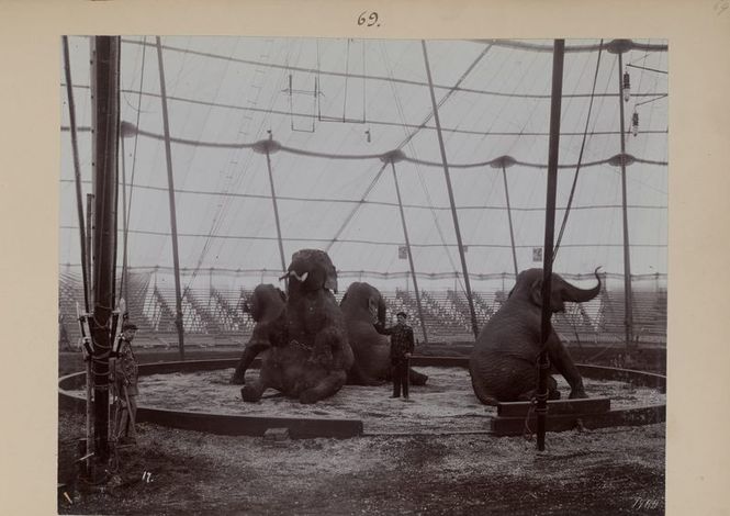 Detailbild Fritz, der Elefant - Eine tragische Geschichte