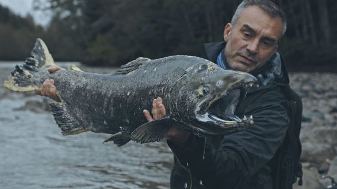 Detailbild Giganten unter Wasser - Riesenfischen auf der Spur