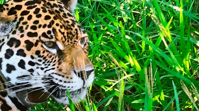 Detailbild Argentinien - Die Rückkehr der Jaguare