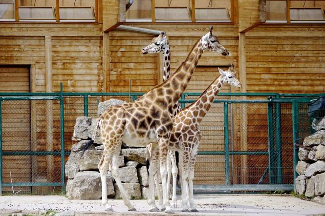 Detailbild Giraffe, Erdmännchen & Co.