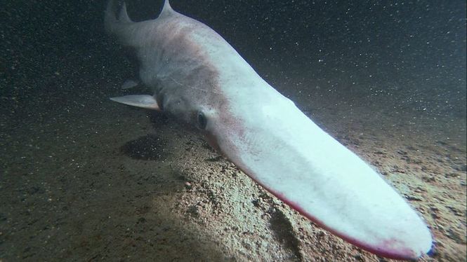 Detailbild Phantome der Tiefsee - Monsterhaie