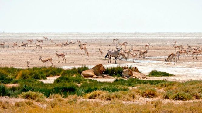 Detailbild Kalahari - Gesetz der Wildnis