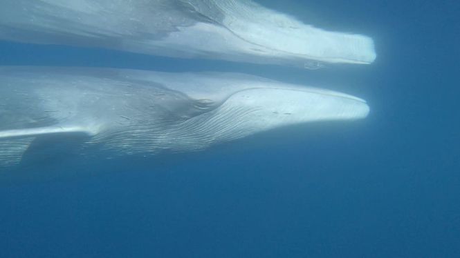 Detailbild Pelagos - Welt der Wale