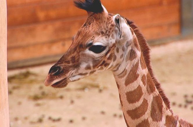 Detailbild Giraffe, Erdmännchen & Co.