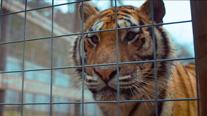 Detailbild Tiger im Garten - Tierschutz-Fake in den USA