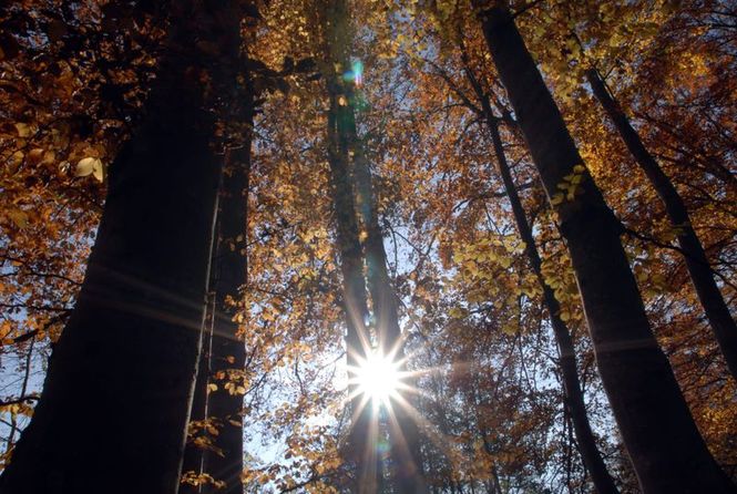 Detailbild Wunderwelt Wald - Das Schattenreich