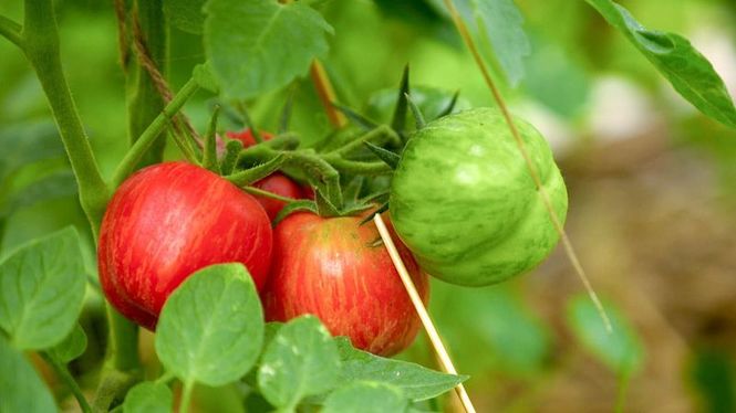 Detailbild Küchenliebling Tomate - meist rot und rund, aber überraschend vielfältig