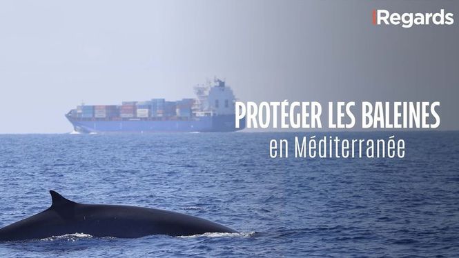 Detailbild Re: Mein Freund der Wal - Einsatz im Mittelmeer