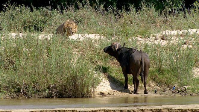 Detailbild Faszination Afrika